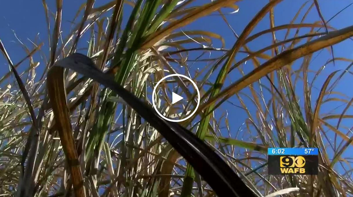 WAFB video concerning sugar cane crops after early freeze.